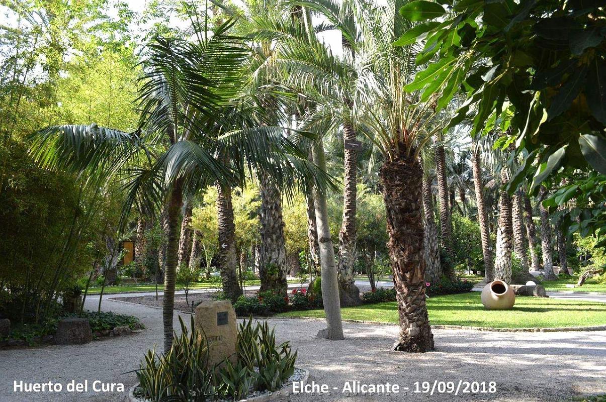 19 ELCHE HUERTO DEL CURA (34).JPG